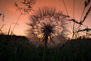 My Dirty Little Secret, or Just Another Coming Out Story, dandelion