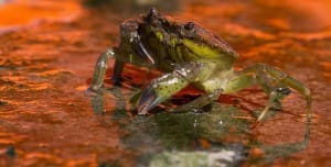 When a crab crawls out of its basket