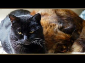 Communication in conflict